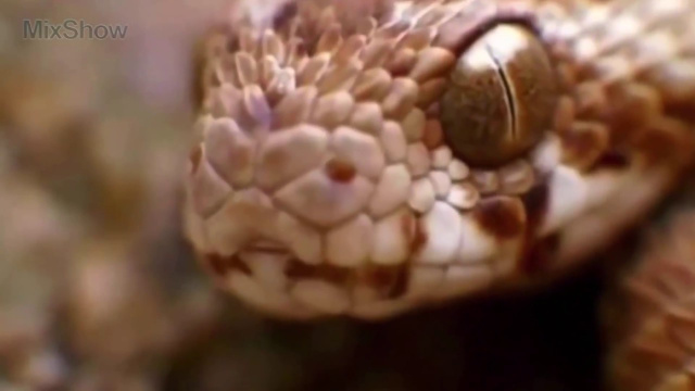 Чем опасна песчаная эфа - Самые опасные змеи на планете
