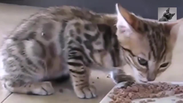 Котенку вкусно - Как разговаривают животные, когда им есть что сказать